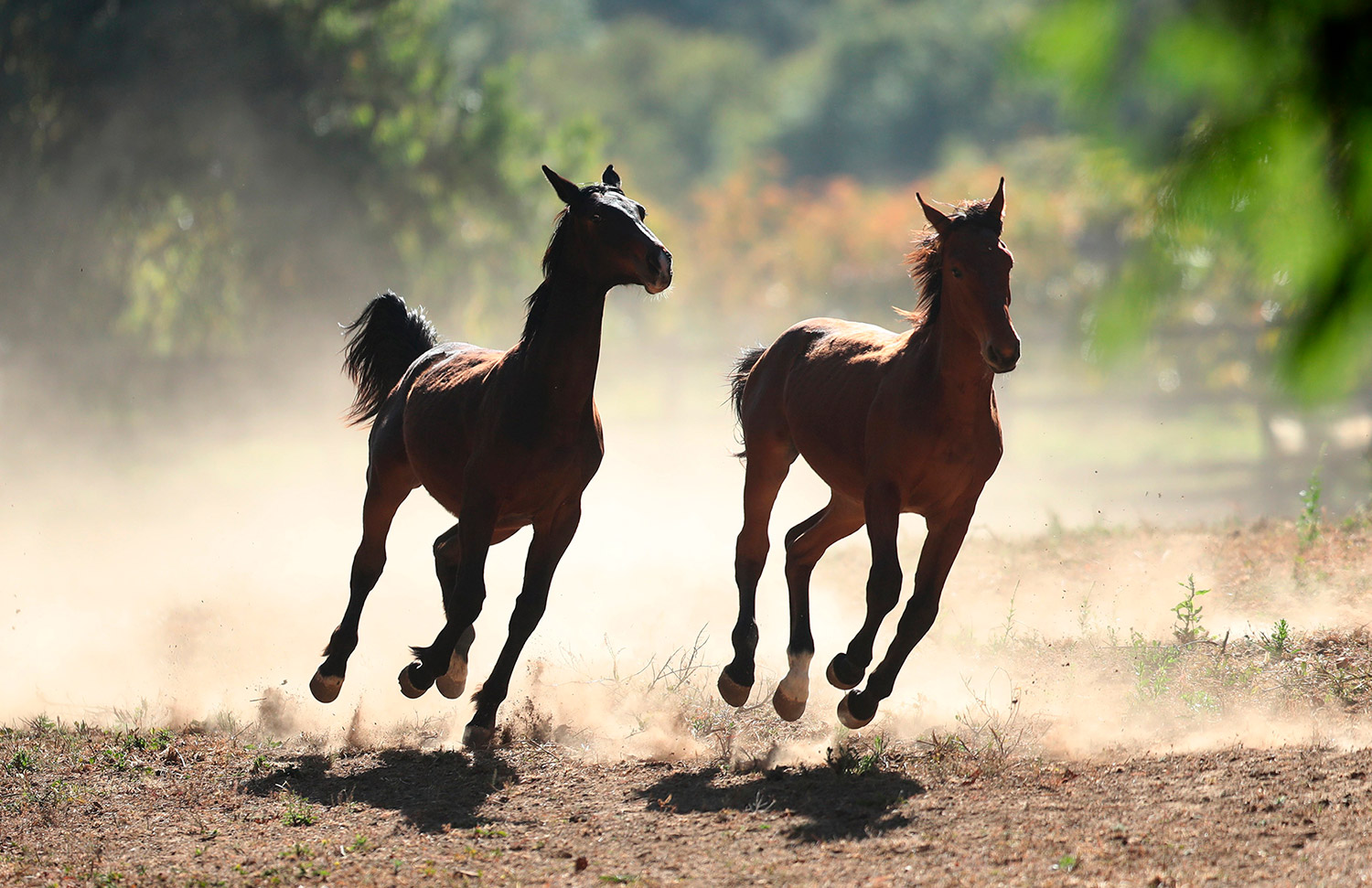 01 Gallery Galeria Criadero Rancho Santa Rosa Web 2025