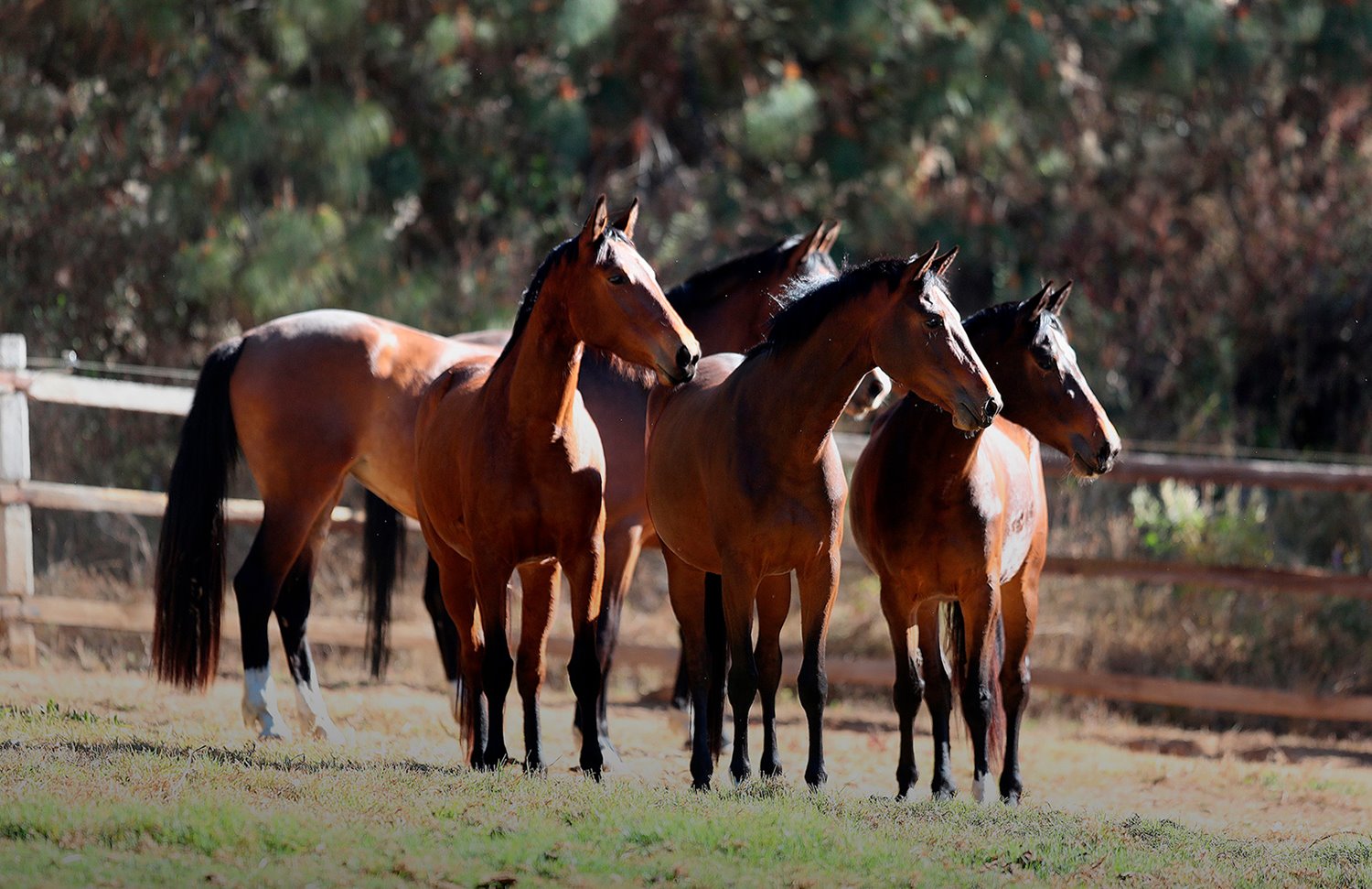 01 Gallery Galeria Rancho Santa Rosa Pag Web 2025