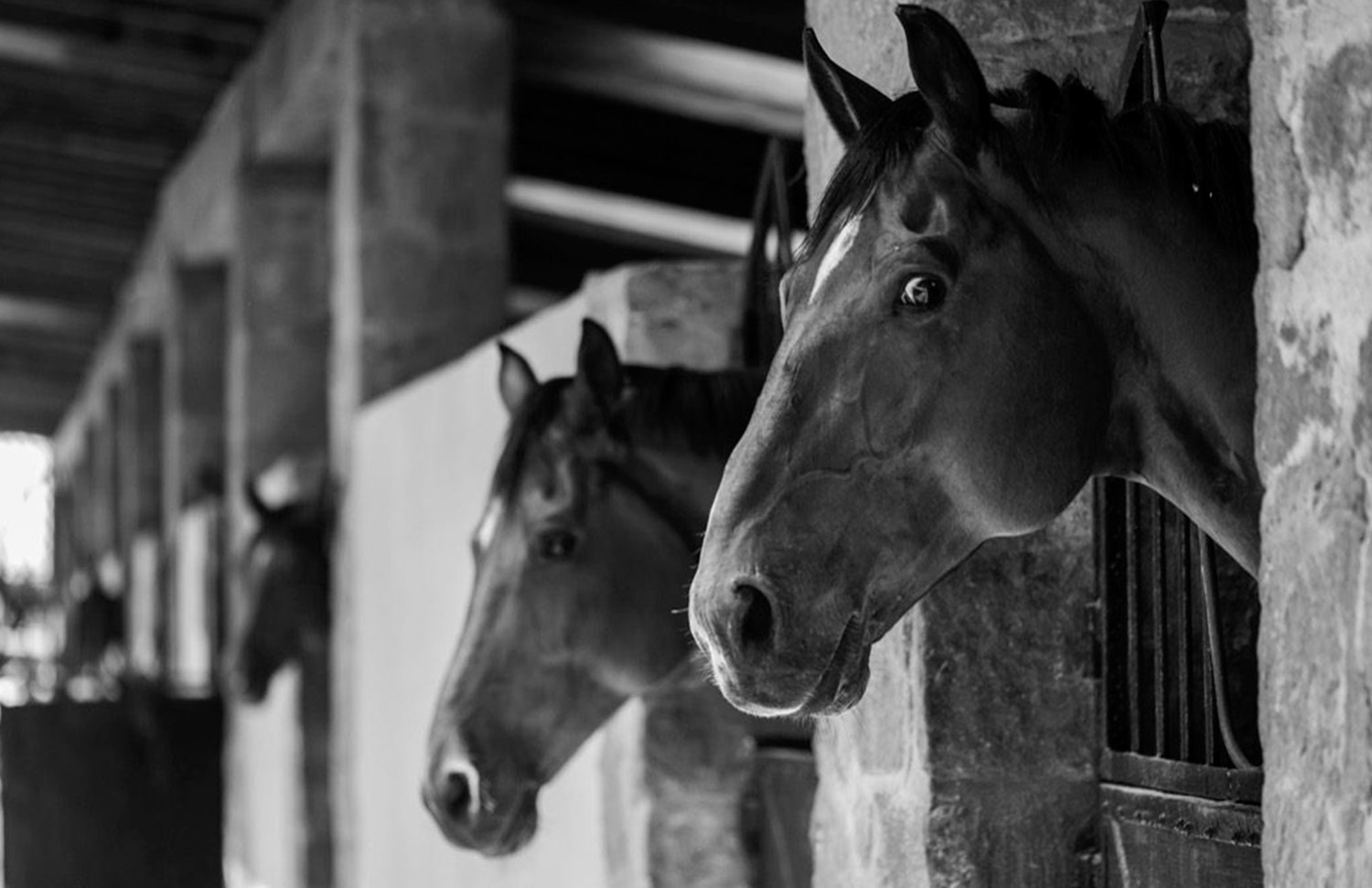 01 Hipico Rancho Santa Rosa Web Galeria Gallery Web 2025