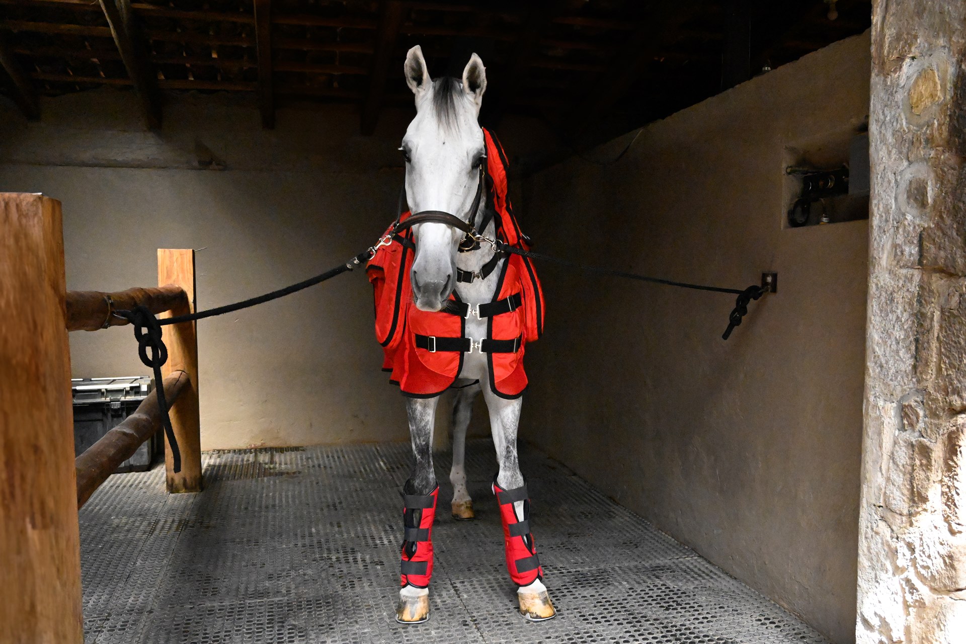 01_Rehabilitacion_Centro_Medico_Equino_Rancho_Santa_Rosa_Web_2025