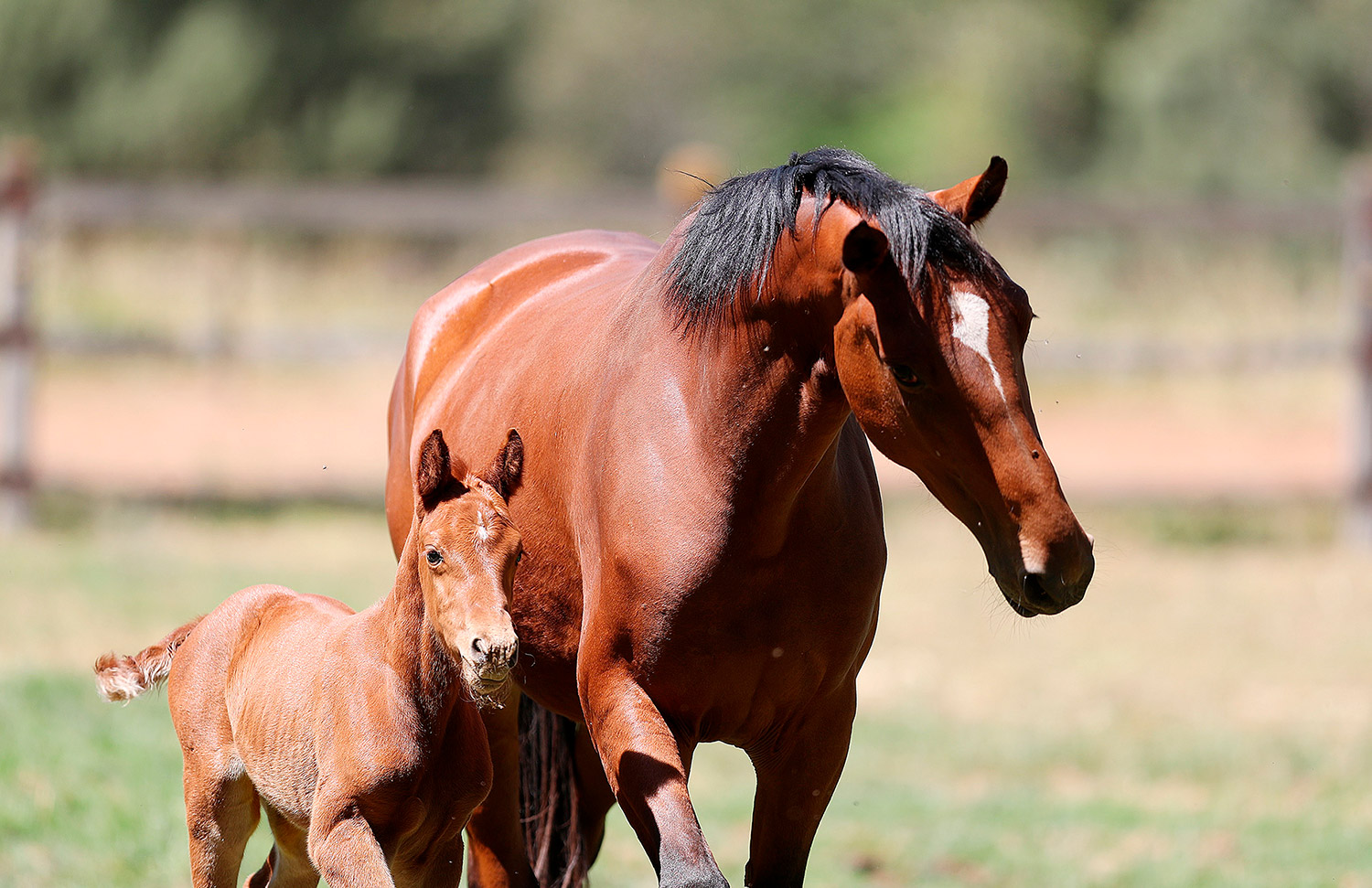 02 Gallery Galeria Criadero Rancho Santa Rosa Web 2025