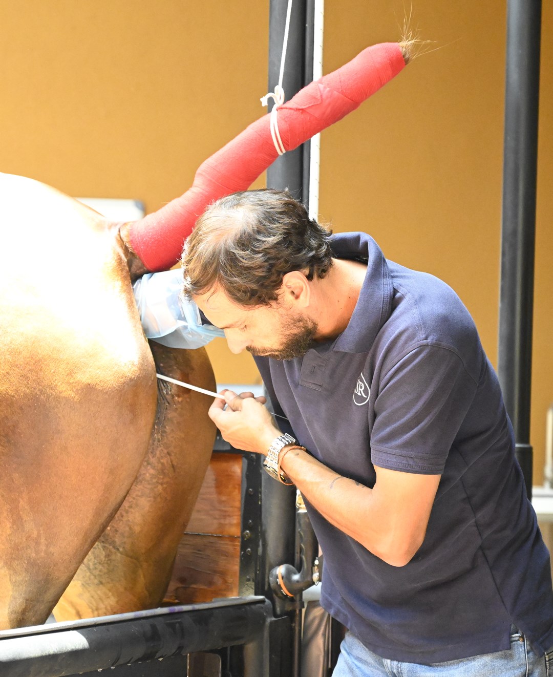 02_ICSI_Reproduccion_Equino_Rancho_Santa_Rosa_Web_2025