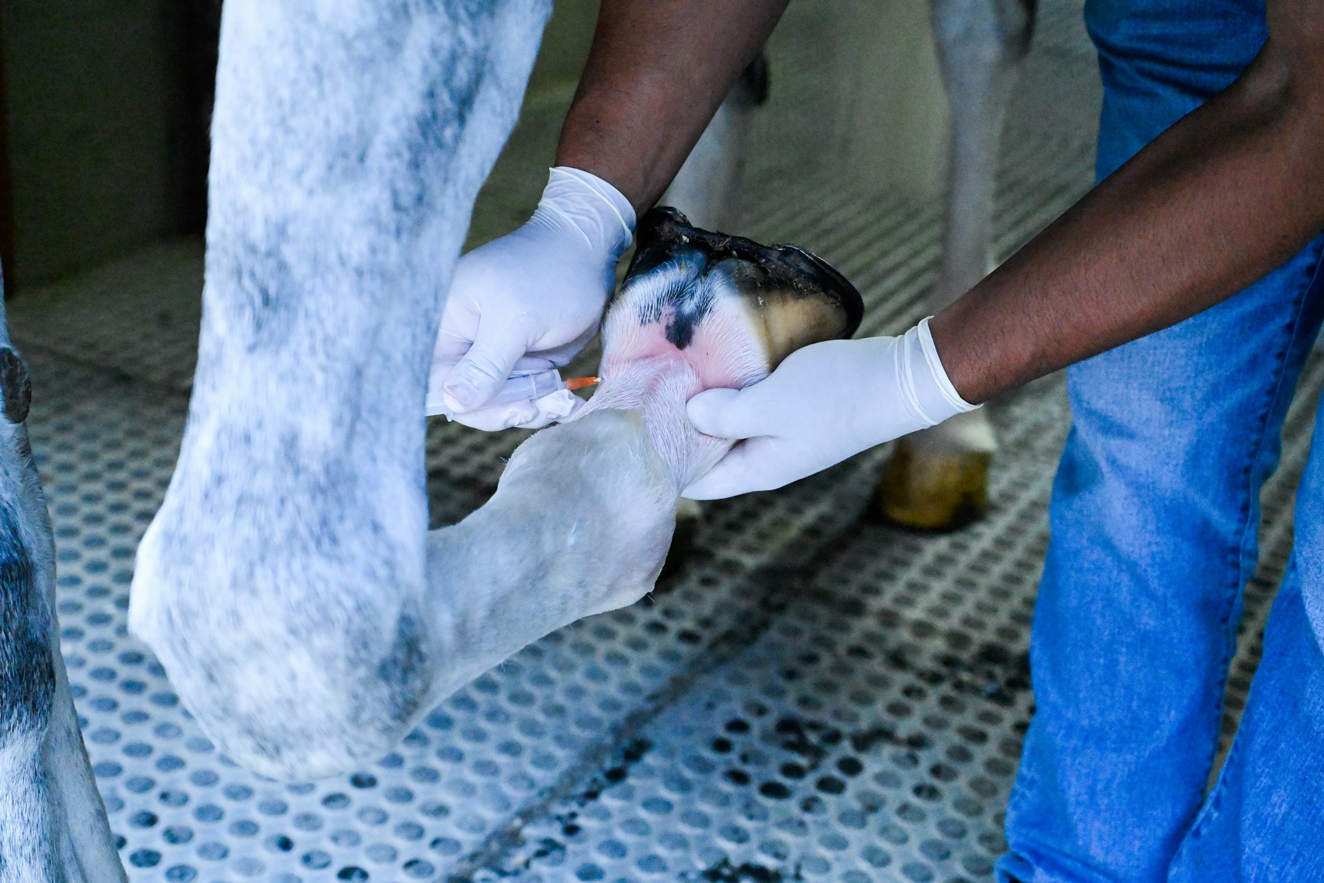 02_Medicina_Deportiva_Centro_Medico_Equino_Rancho_Santa_Rosa_Web_2025