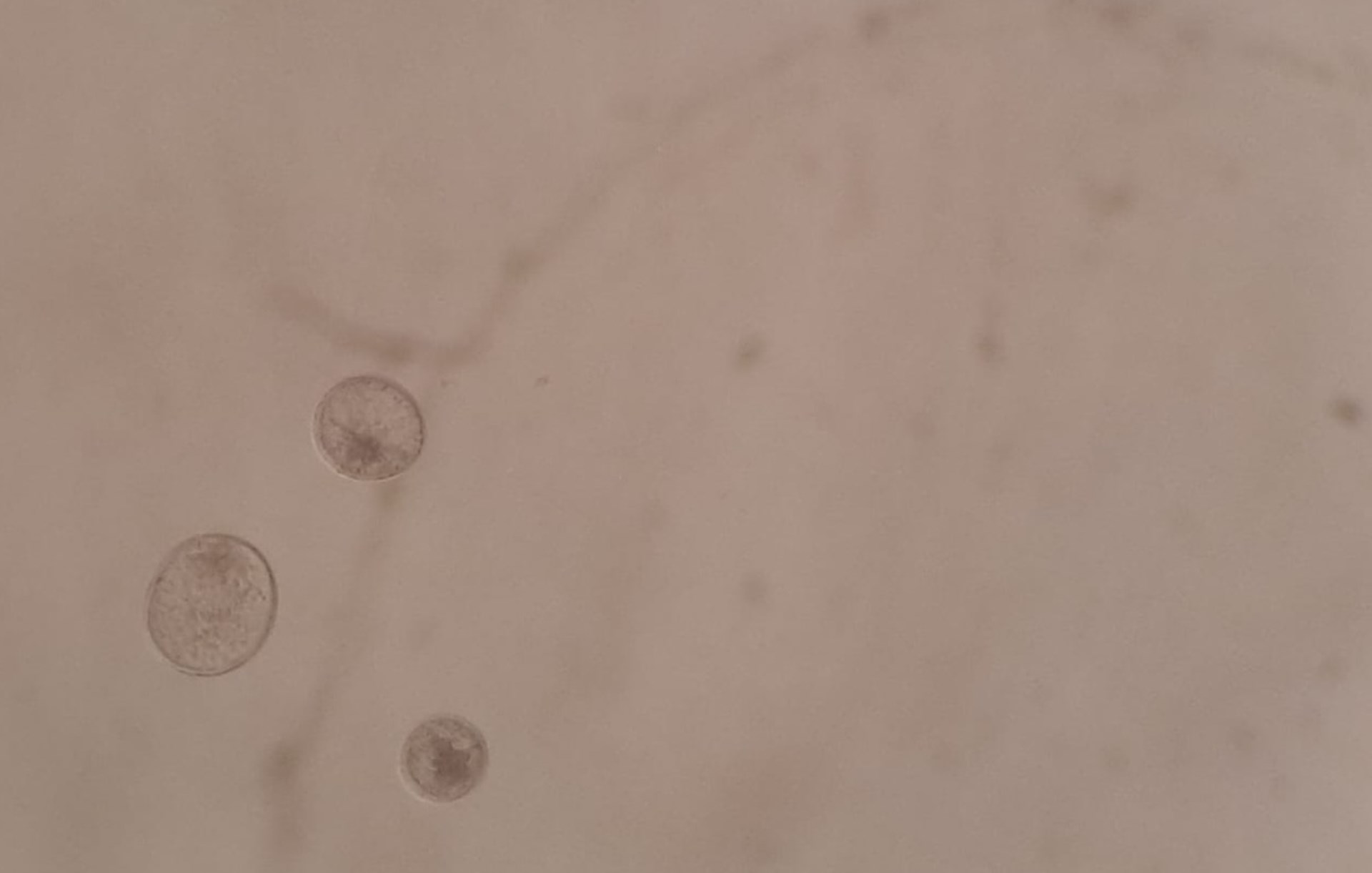 02_Transferencia_Embriones_Reproduccion_Equino_Rancho_Santa_Rosa_Web_2025