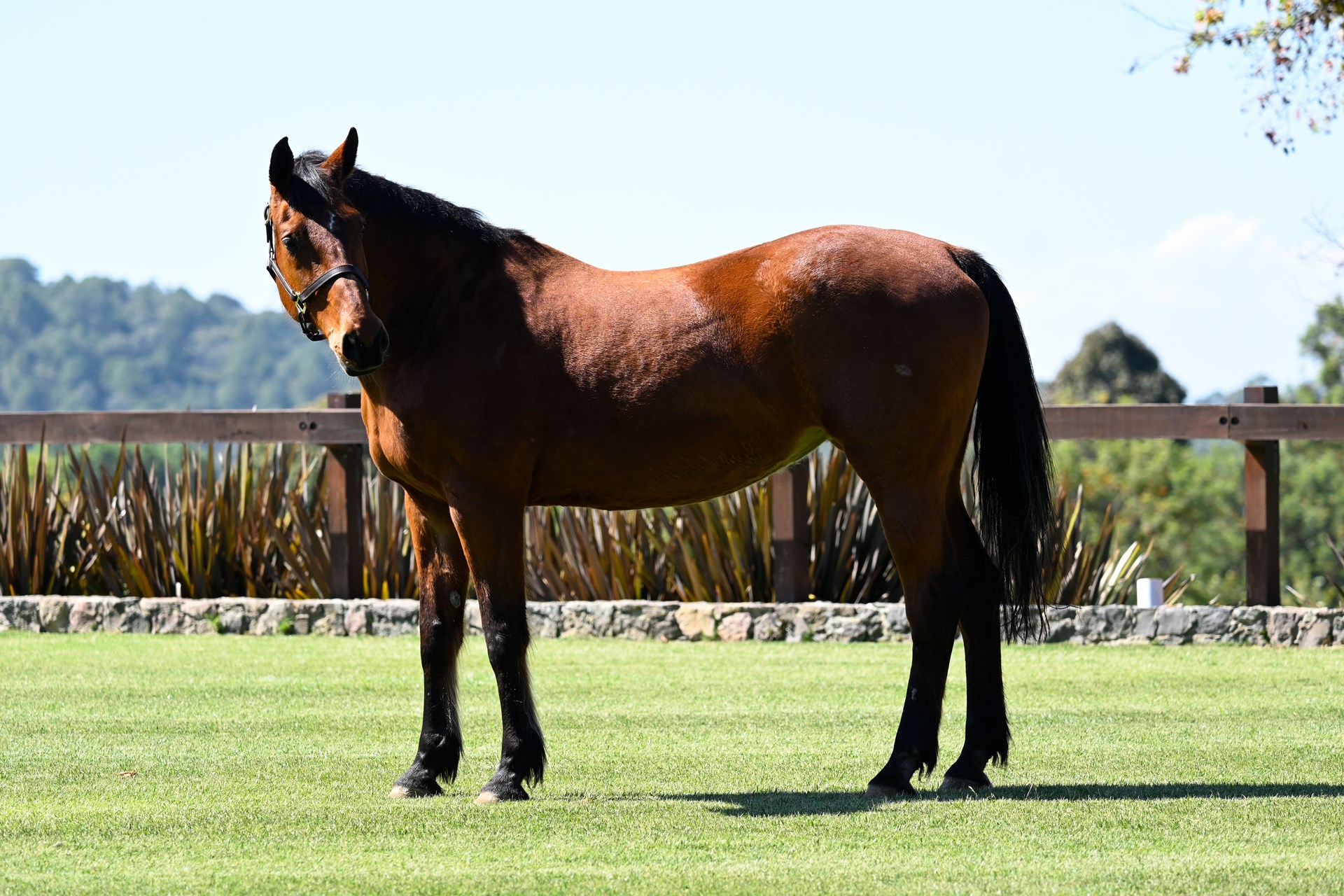 02_Venta_de_Embriones_Reproduccion_Equino_Rancho_Santa_Rosa_Web_2025