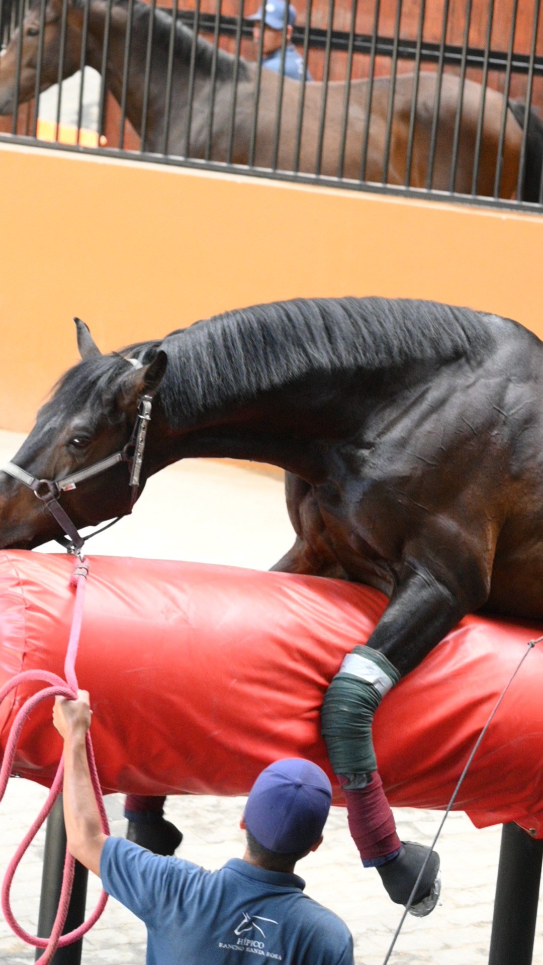 03_Congelacion_de_Semen_Reproduccion_Equino_Rancho_Santa_Rosa_Web_2025