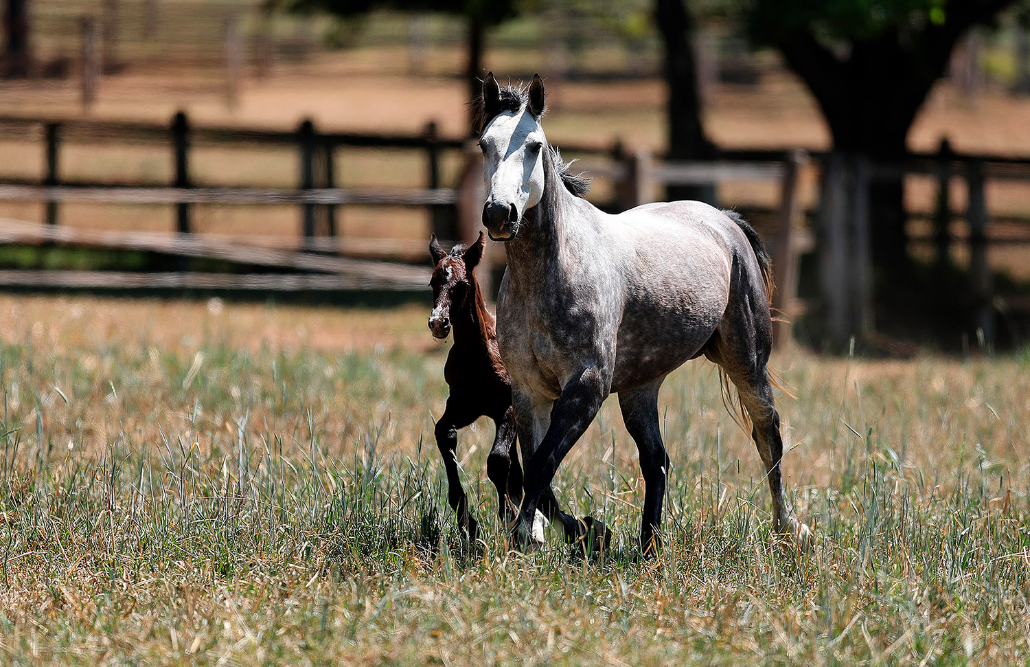 03 Gallery Galeria Criadero Rancho Santa Rosa Web 2025