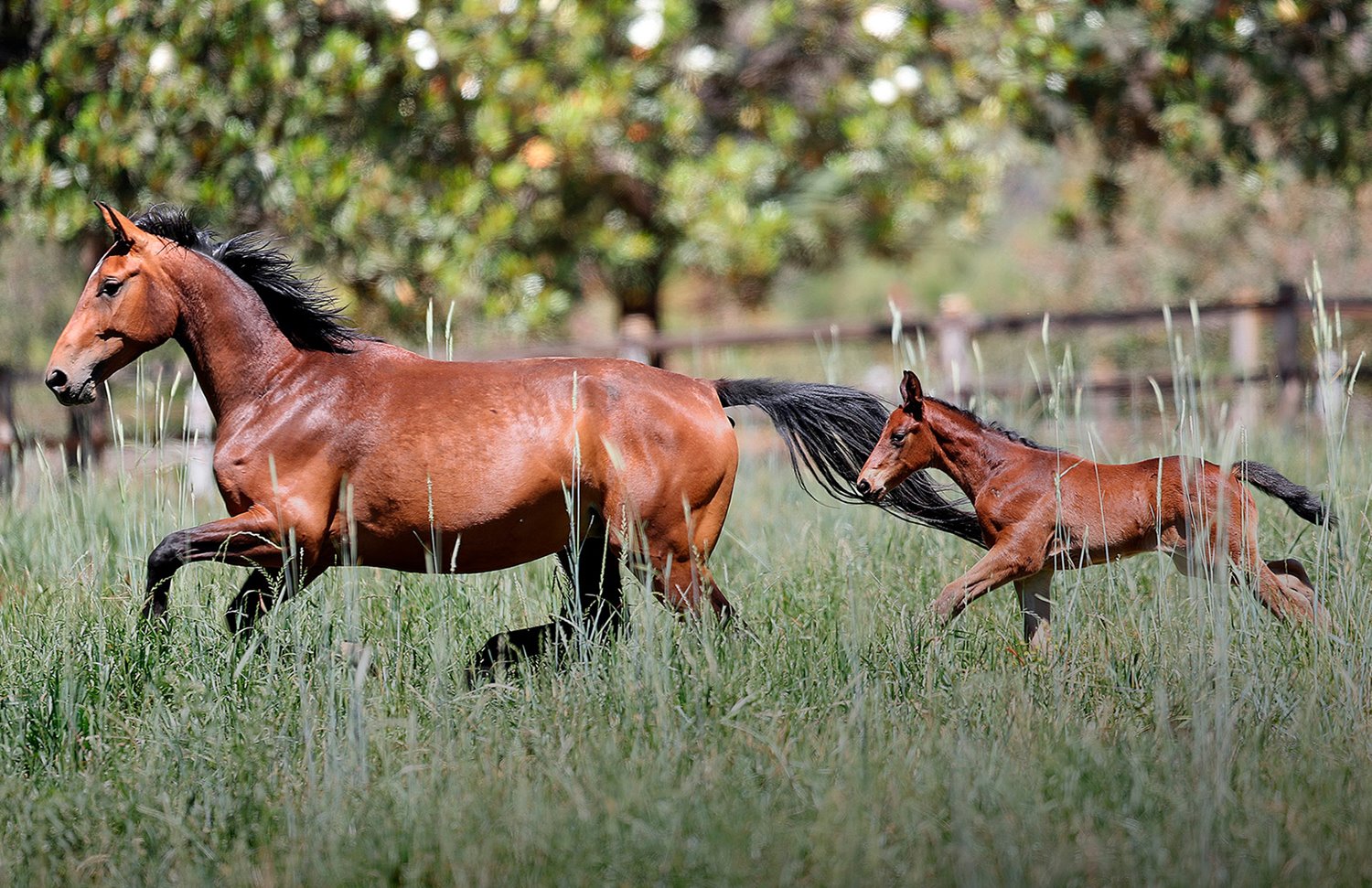 03 Gallery Galeria Rancho Santa Rosa Pag Web 2025