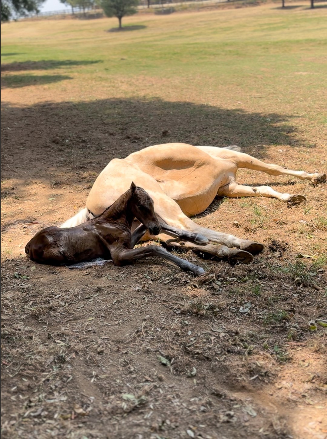 03_Neonatologia_Centro_Medico_Equino_Rancho_Santa_Rosa_Web_2025