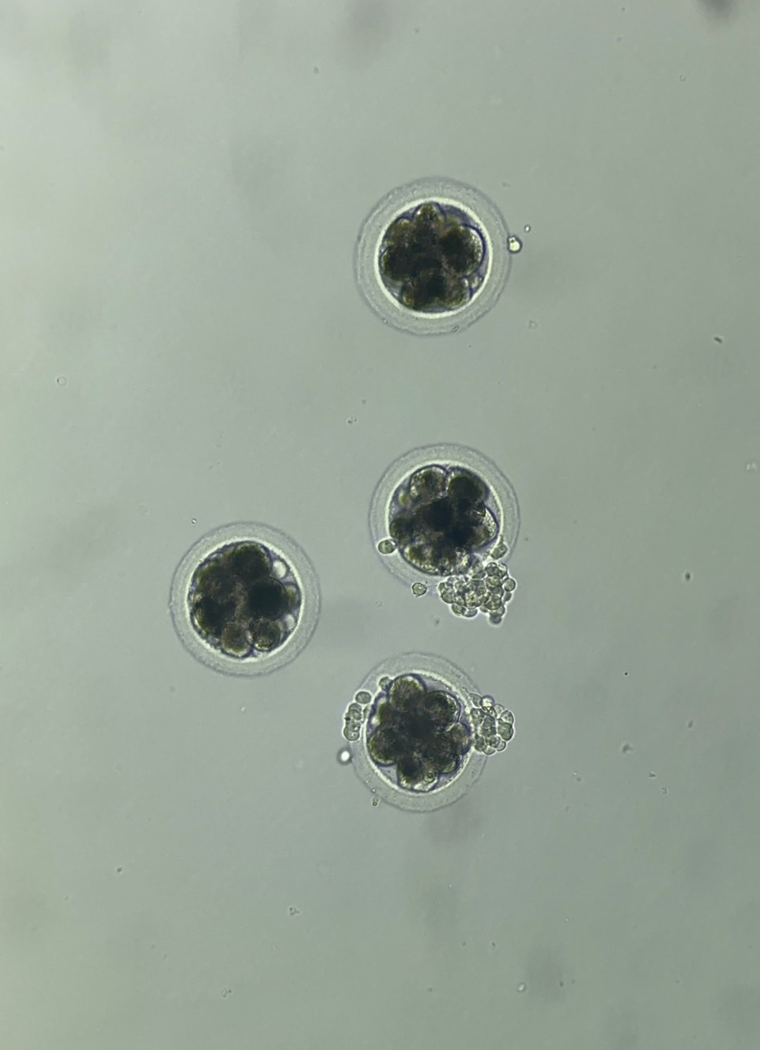 03_Venta_de_Embriones_Reproduccion_Equino_Rancho_Santa_Rosa_Web_2025