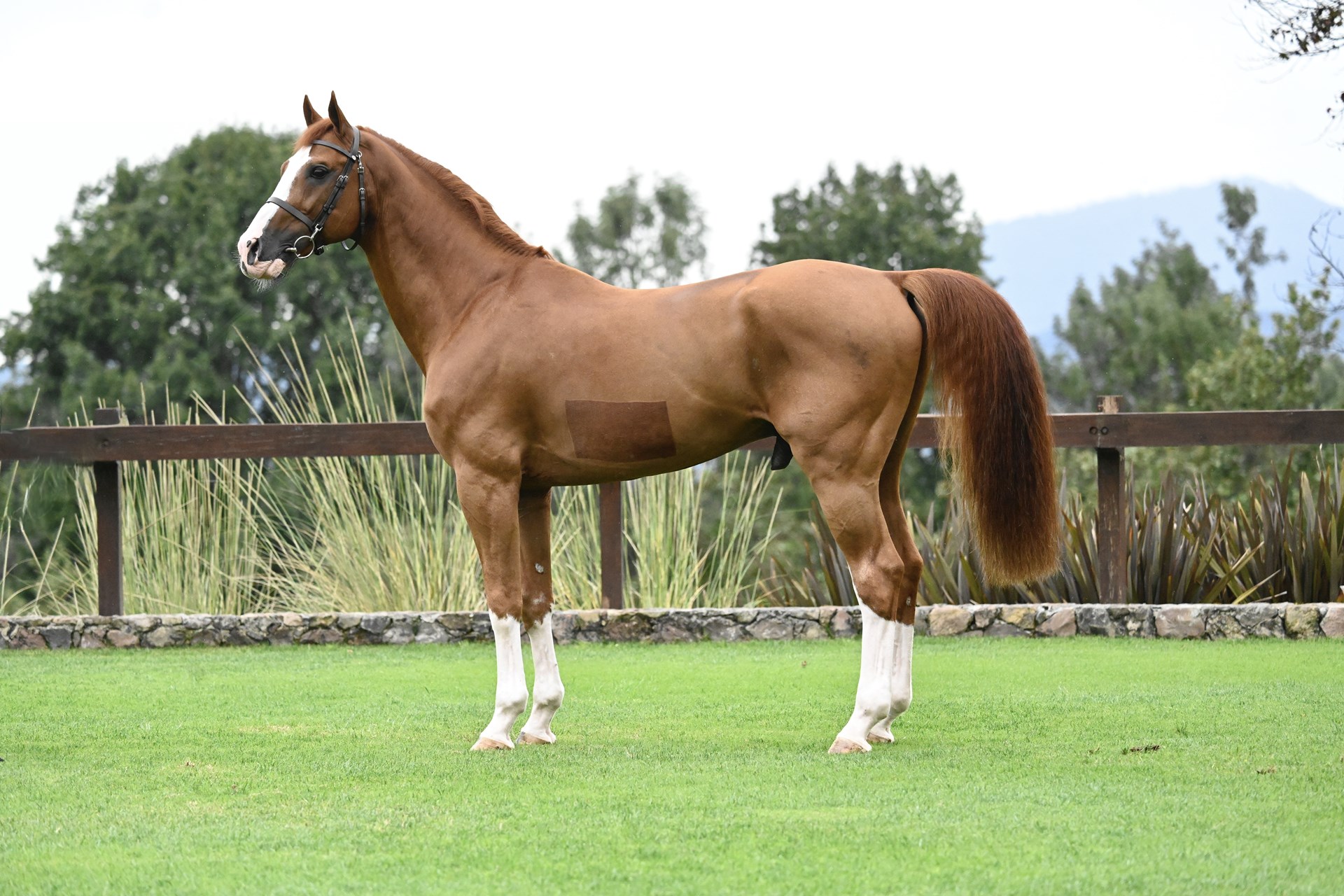 03_Venta_de_Semen_Reproduccion_Equino_Rancho_Santa_Rosa_Web_2025