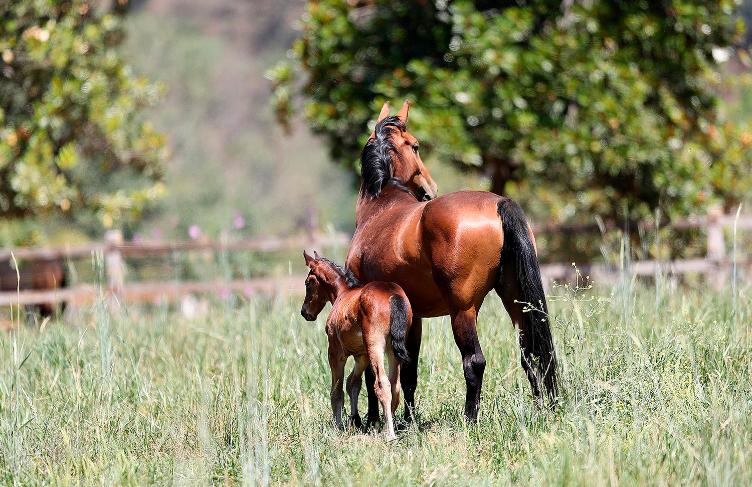 04 Gallery Galeria Criadero Rancho Santa Rosa Web 2025