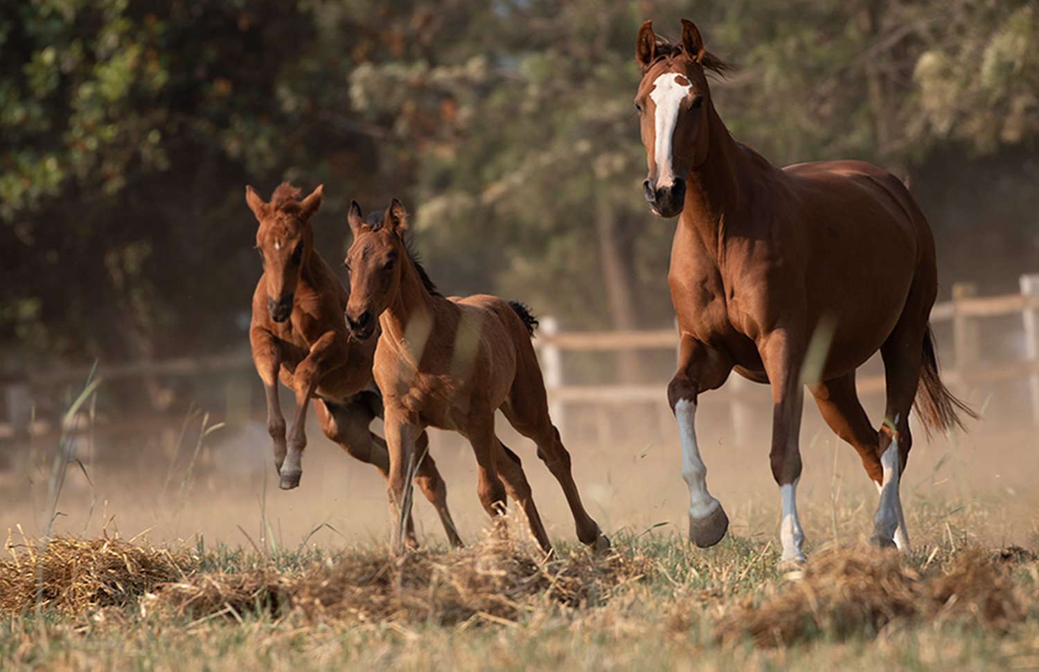 04 Gallery Galeria Rancho Santa Rosa Pag Web 2025