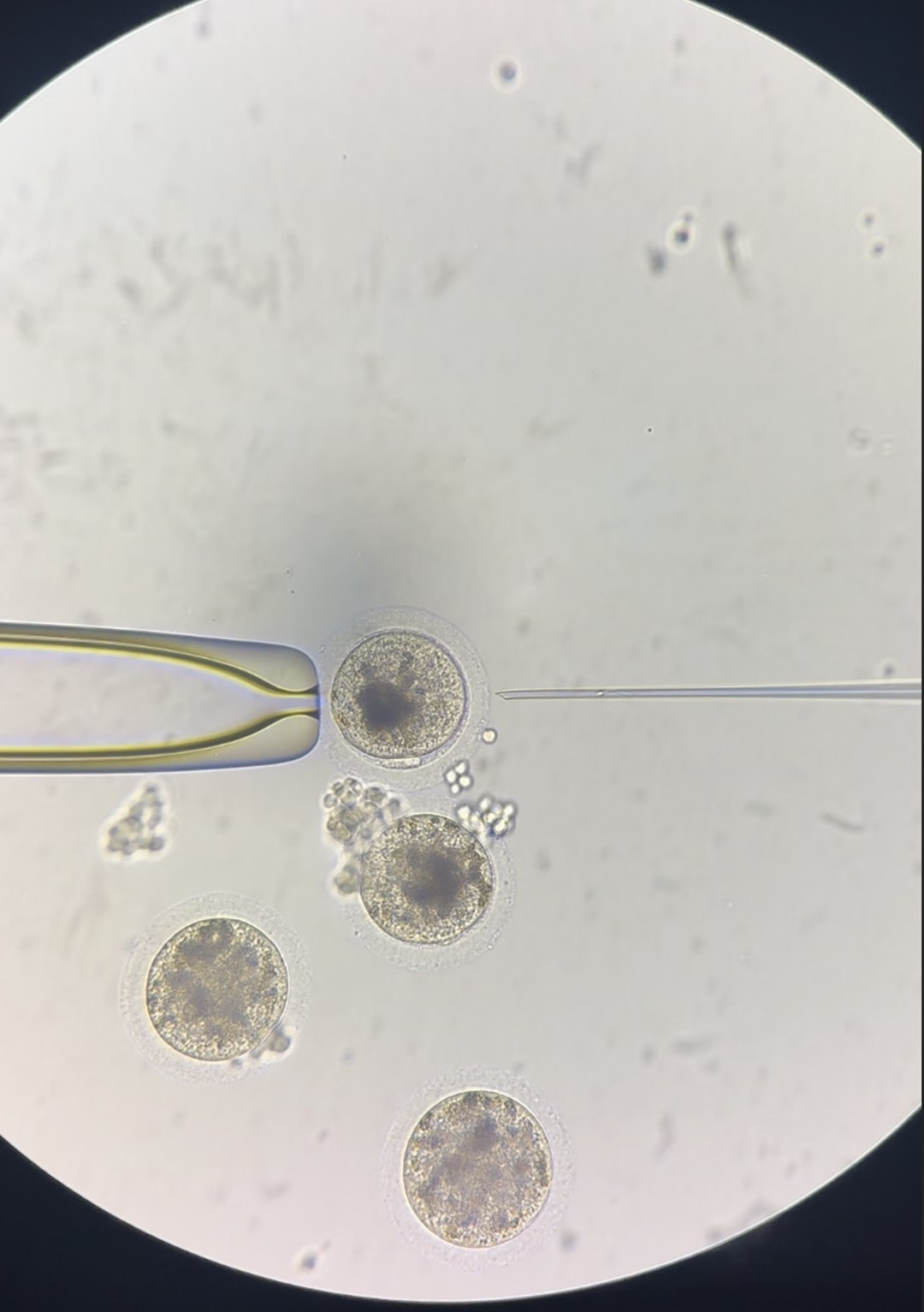 04_ICSI_Reproduccion_Equino_Rancho_Santa_Rosa_Web_2025