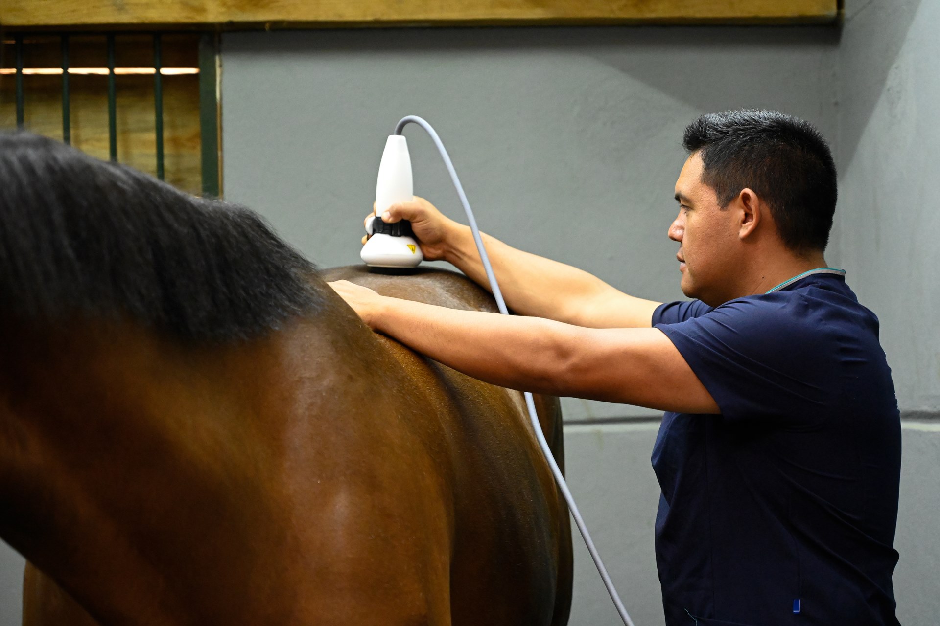 04_Rehabilitacion_Centro_Medico_Equino_Rancho_Santa_Rosa_Web_2025