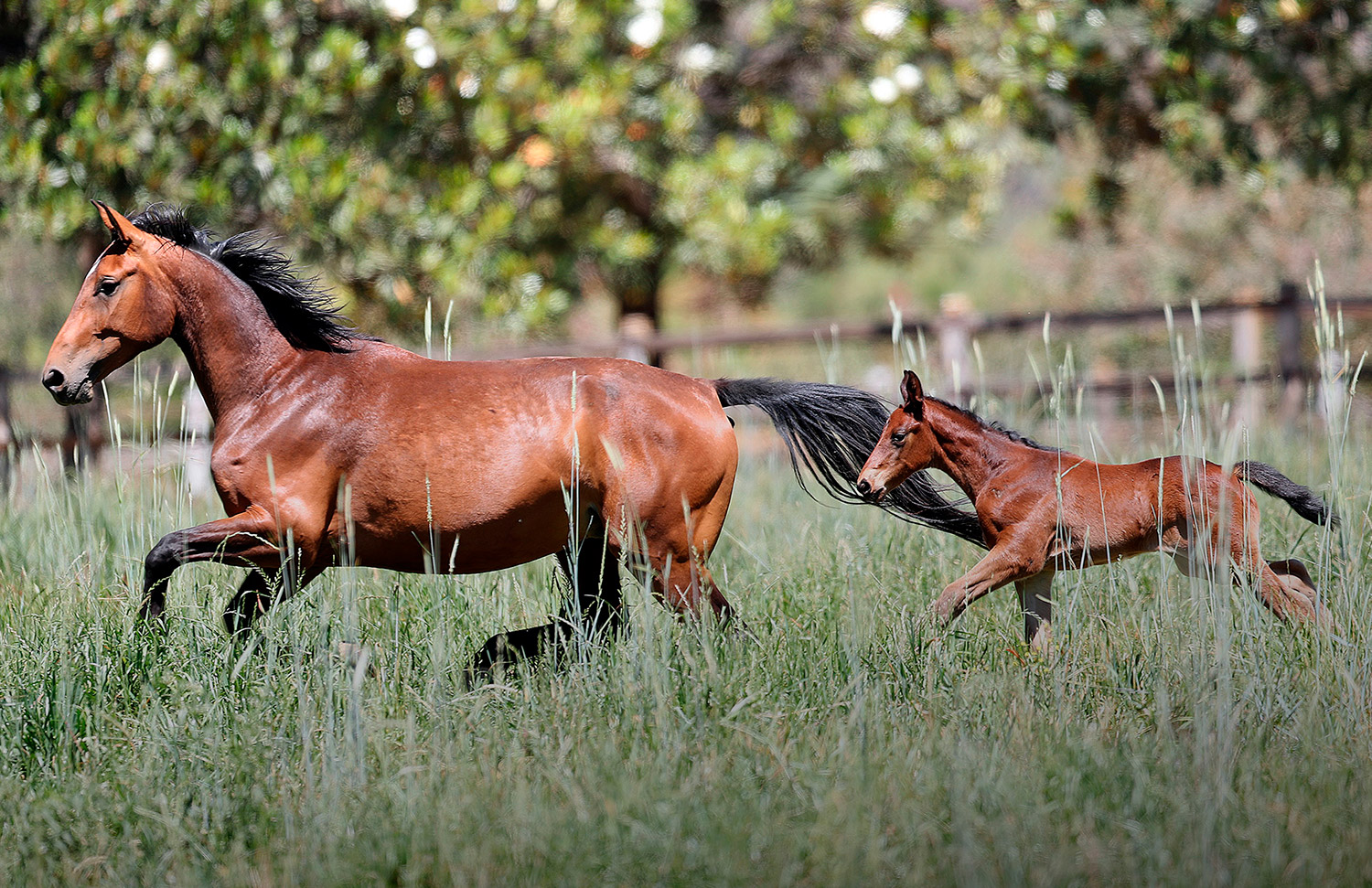 05 Gallery Galeria Criadero Rancho Santa Rosa Web 2025