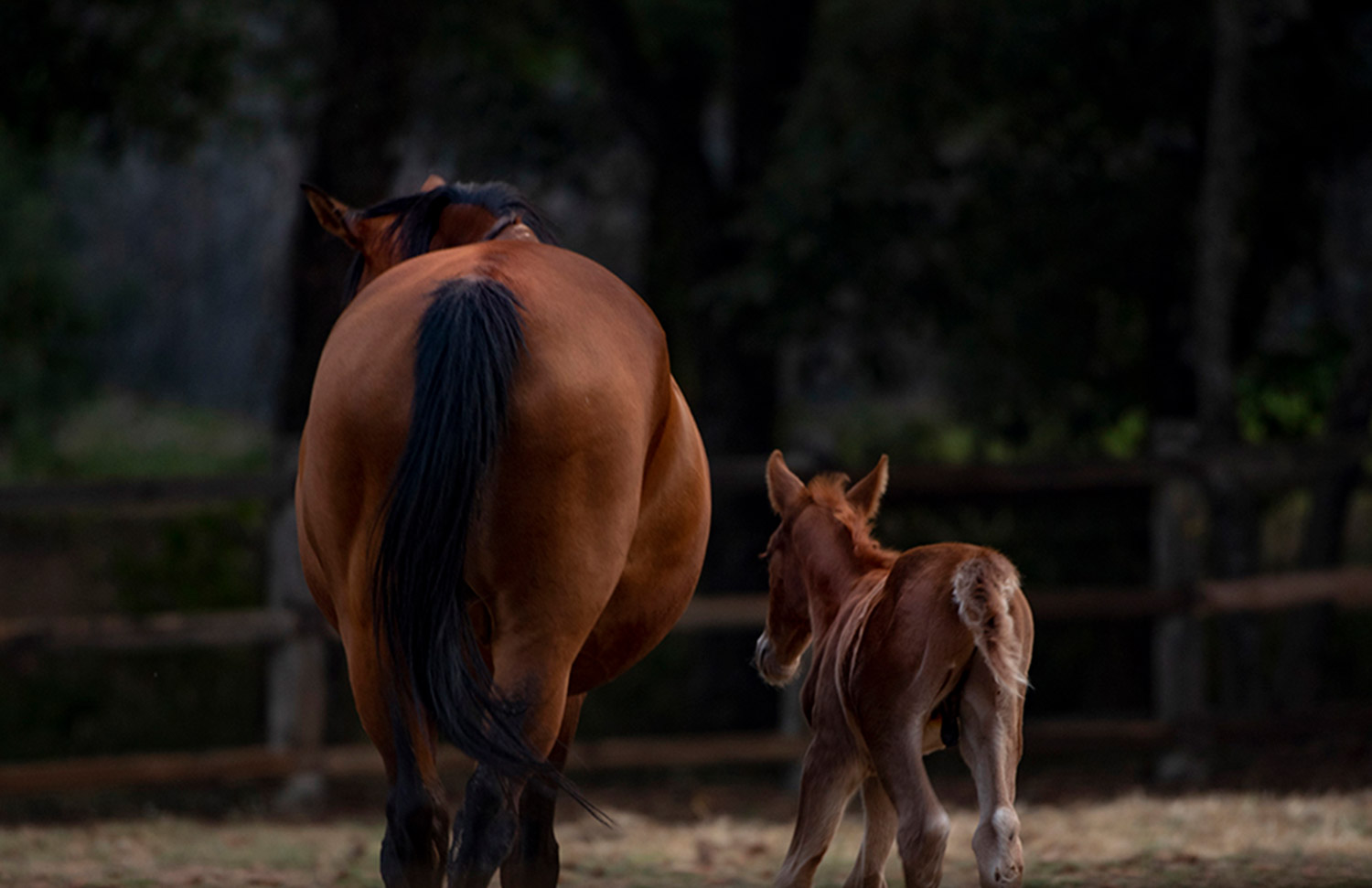 06 Gallery Galeria Criadero Rancho Santa Rosa Web 2025