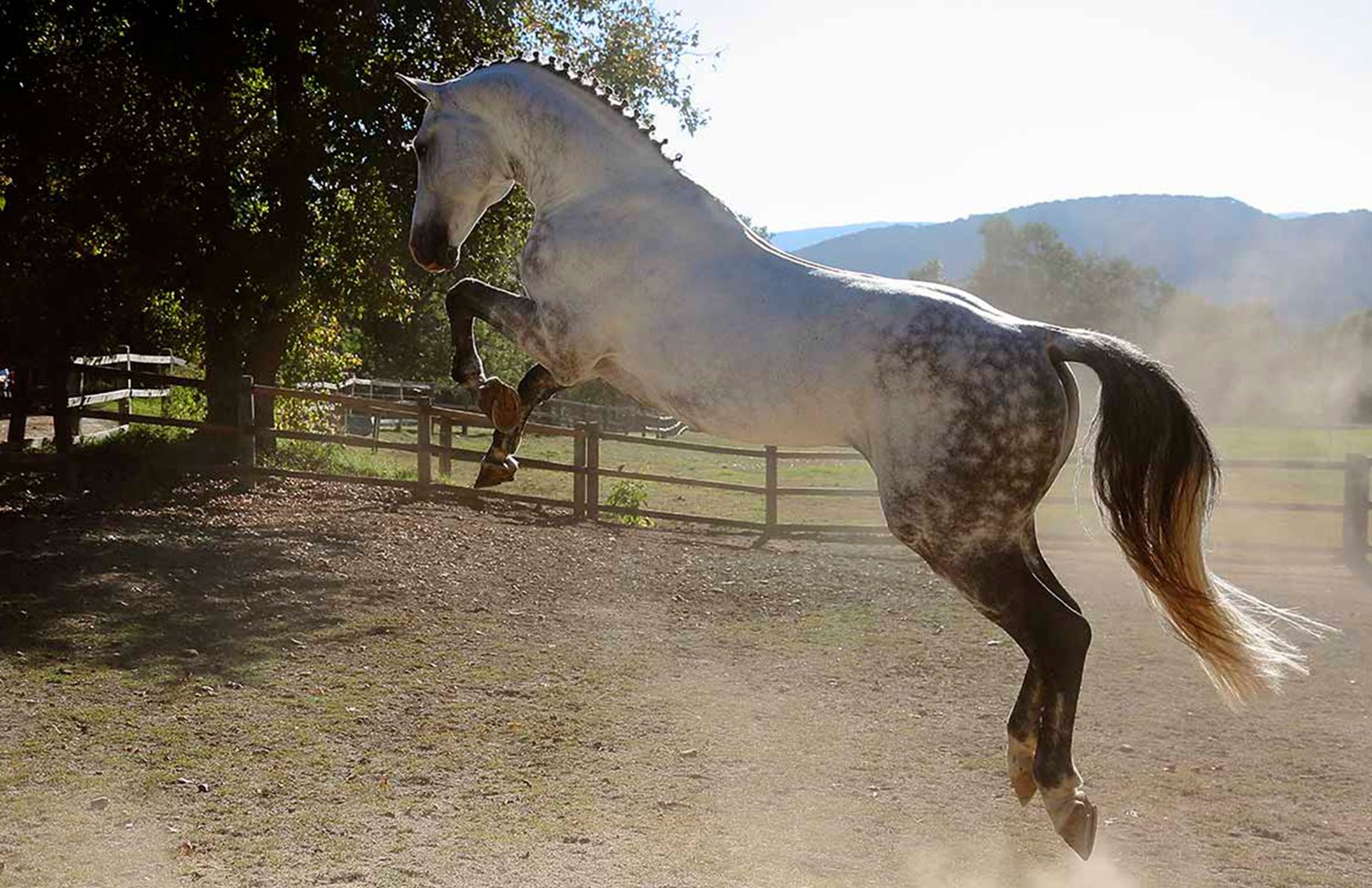 06 Gallery Galeria Rancho Santa Rosa Pag Web 2025