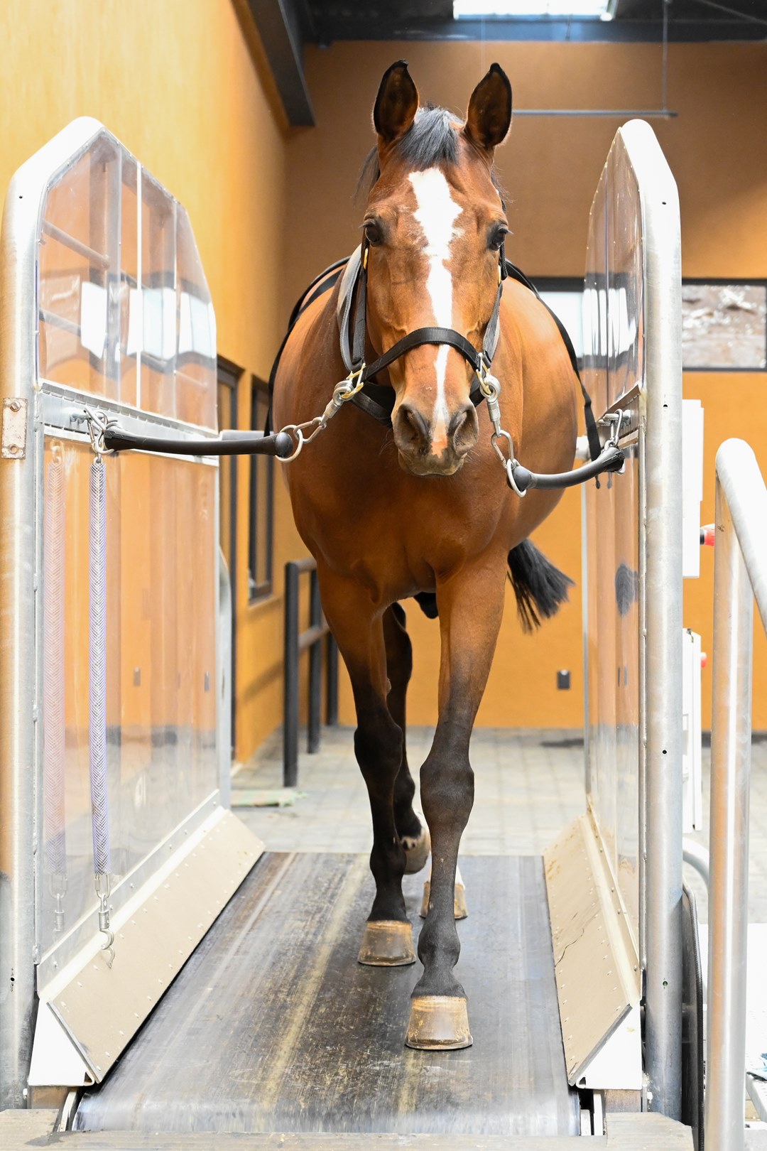 06_Rehabilitacion_Centro_Medico_Equino_Rancho_Santa_Rosa_Web_2025