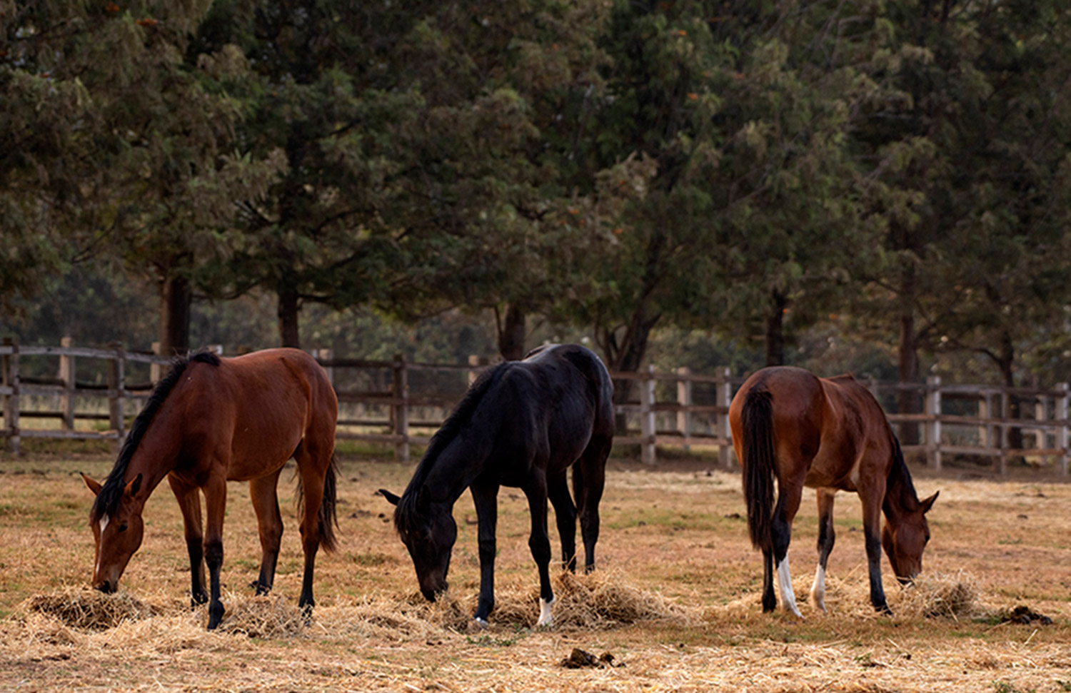 07 Gallery Galeria Criadero Rancho Santa Rosa Web 2025