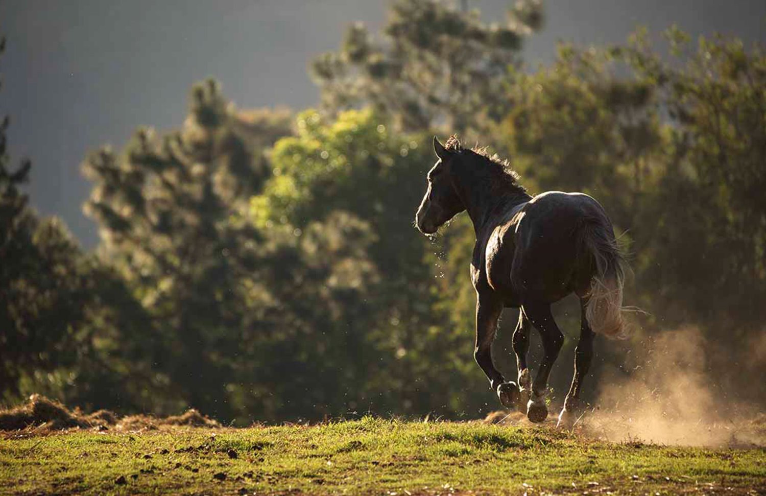 07 Gallery Galeria Rancho Santa Rosa Pag Web 2025