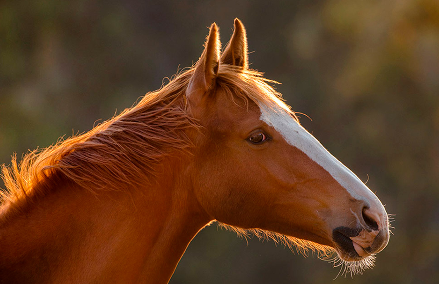 08 Gallery Galeria Criadero Rancho Santa Rosa Web 2025