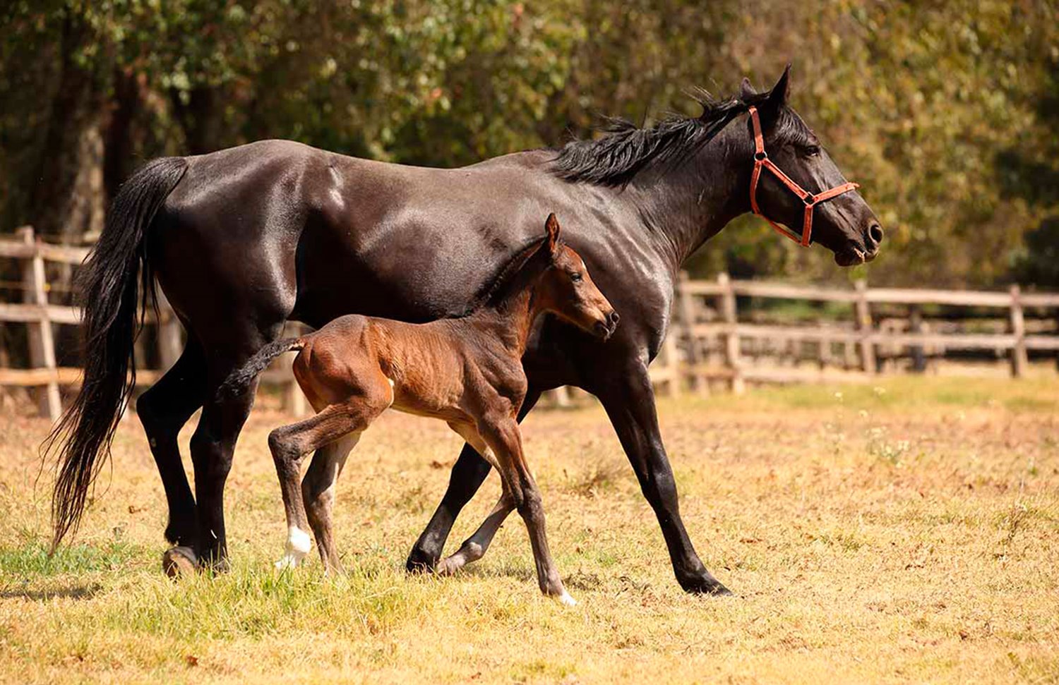 08 Gallery Galeria Rancho Santa Rosa Pag Web 2025