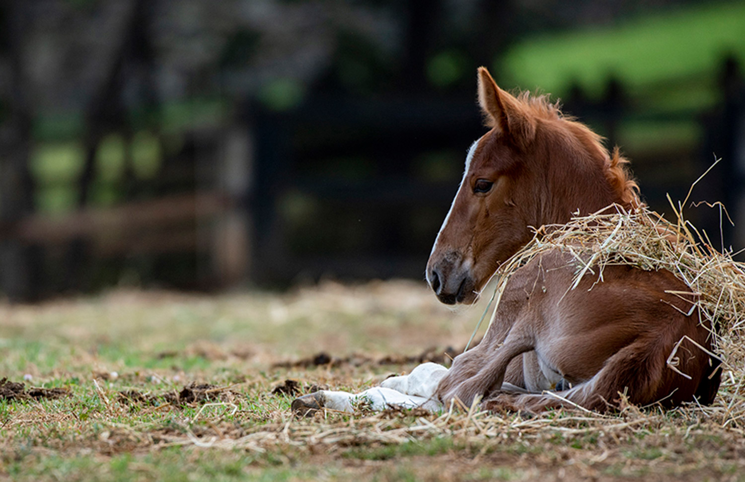 09 Gallery Galeria Criadero Rancho Santa Rosa Web 2025