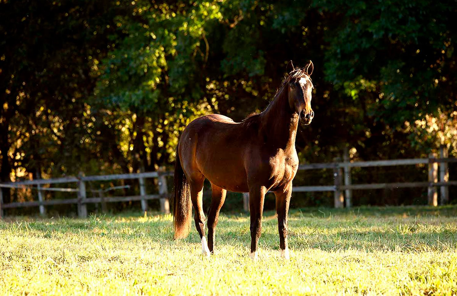 09 Gallery Galeria Rancho Santa Rosa Pag Web 2025