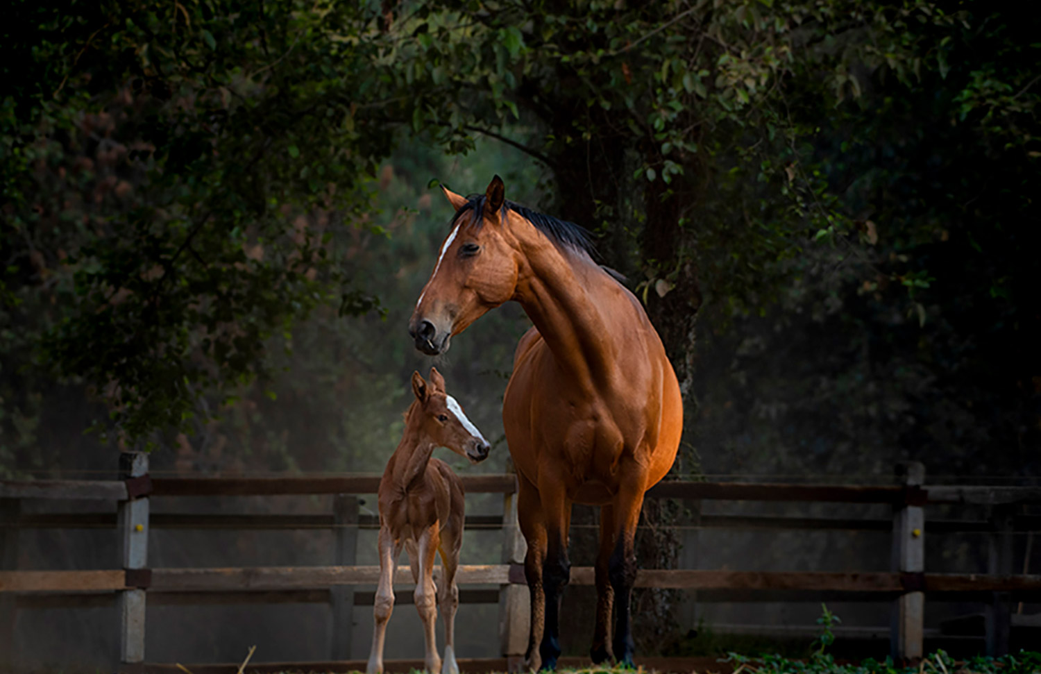 10 Gallery Galeria Criadero Rancho Santa Rosa Web 2025