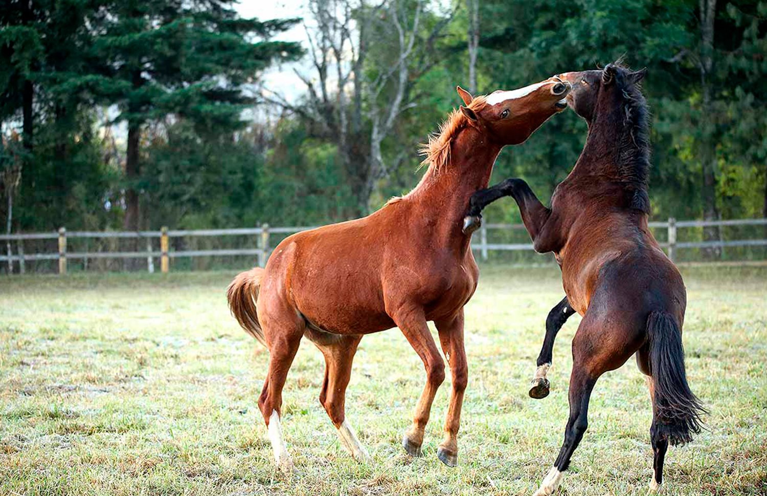 10 Gallery Galeria Rancho Santa Rosa Pag Web 2025