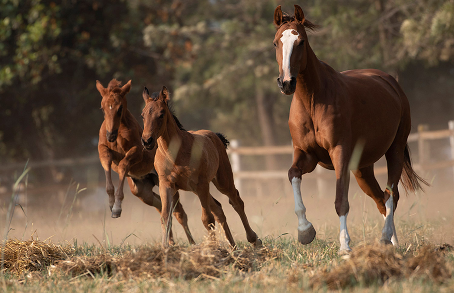 11 Gallery Galeria Criadero Rancho Santa Rosa Web 2025