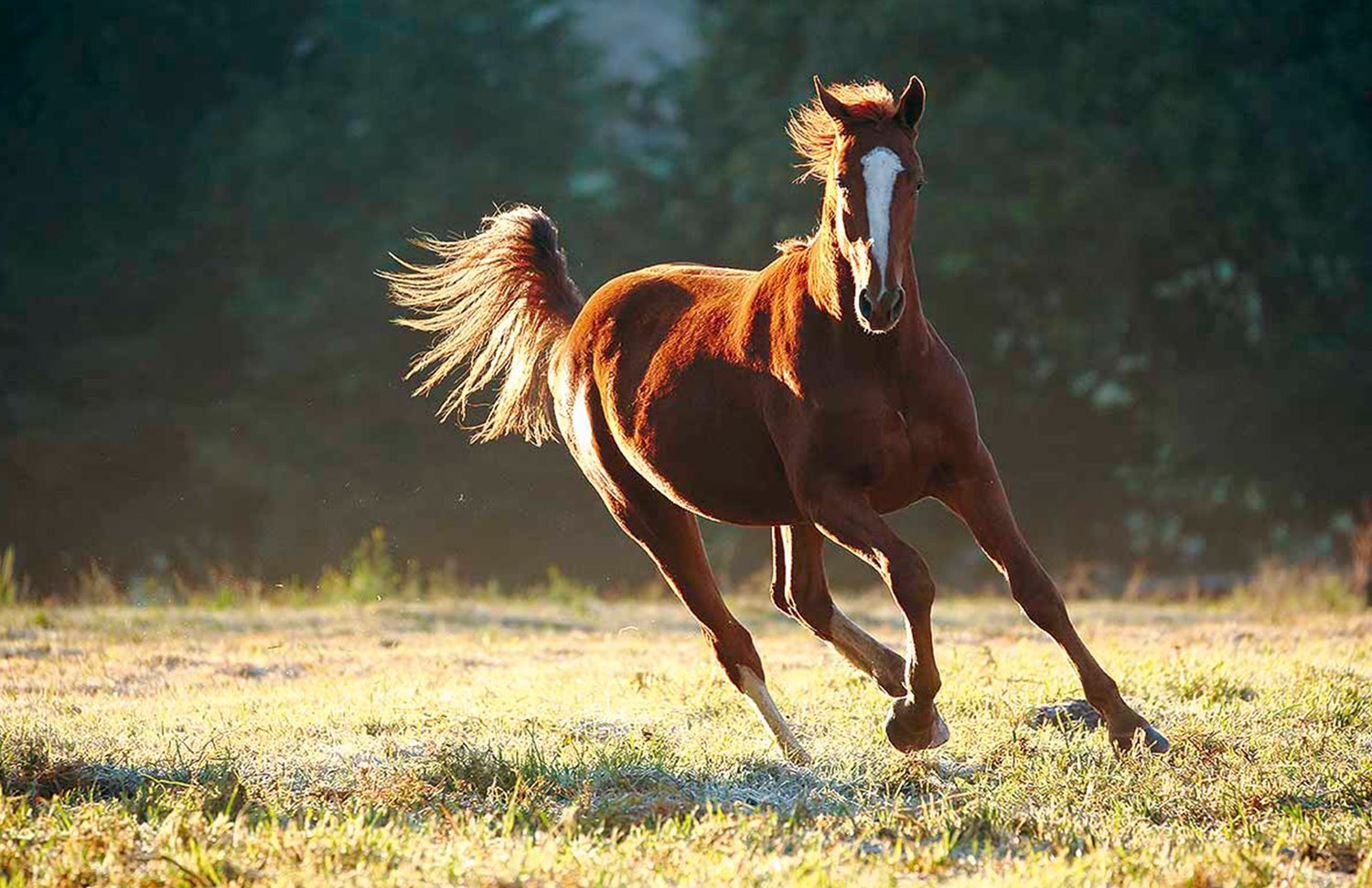 11 Gallery Galeria Rancho Santa Rosa Pag Web 2025