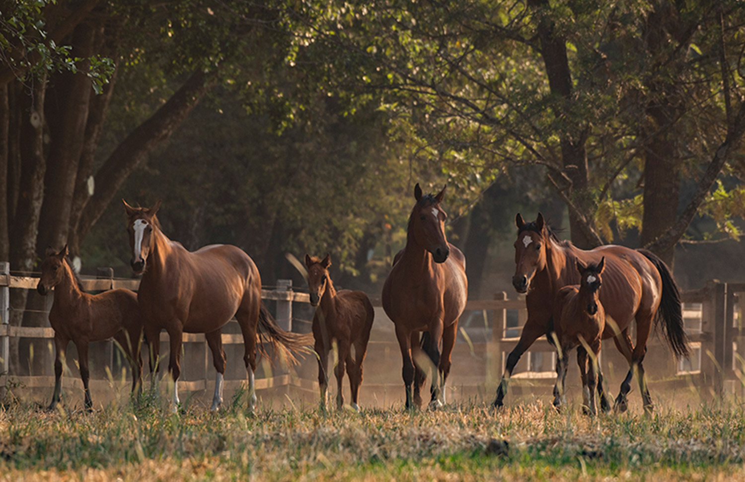 12 Gallery Galeria Criadero Rancho Santa Rosa Web 2025