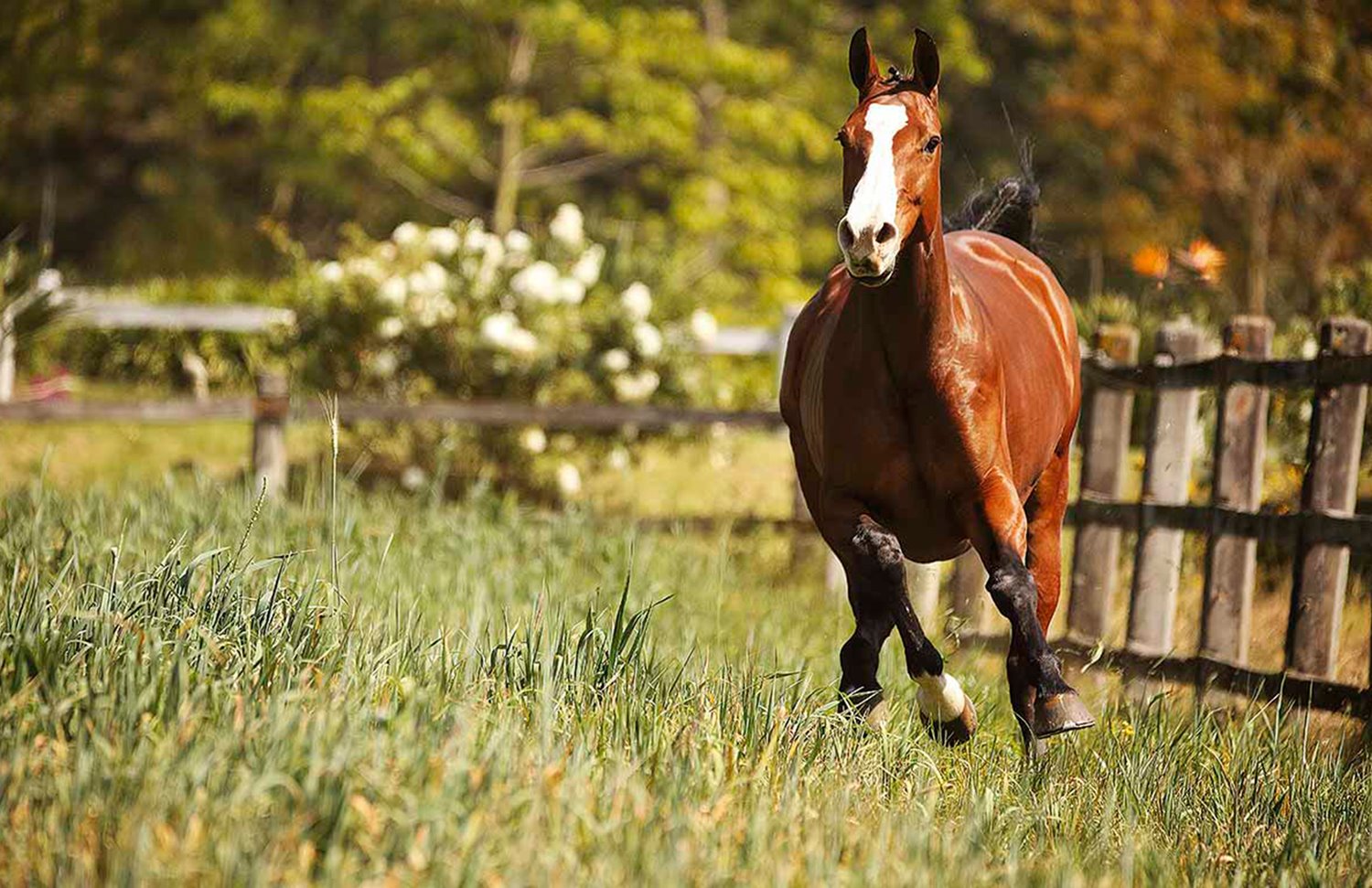 12 Gallery Galeria Rancho Santa Rosa Pag Web 2025