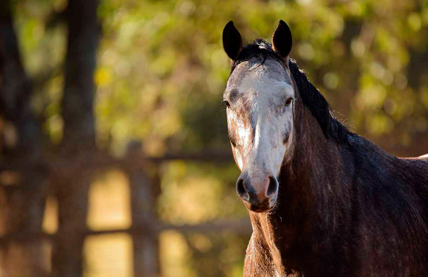 13 Gallery Galeria Criadero Rancho Santa Rosa Web 2025