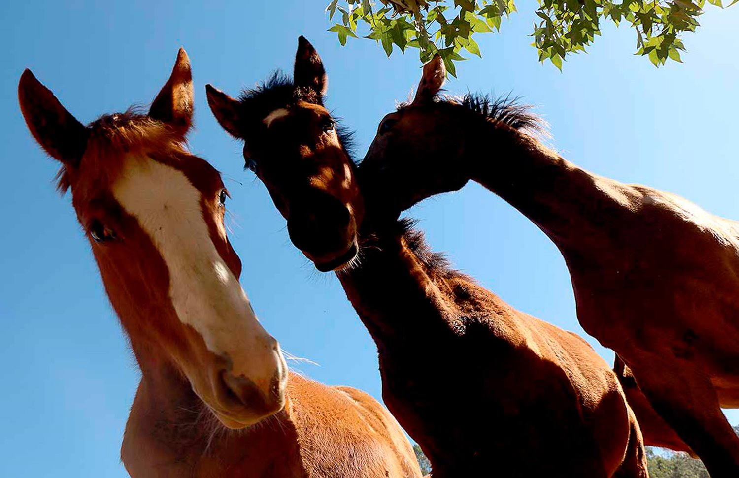 13 Gallery Galeria Rancho Santa Rosa Pag Web 2025