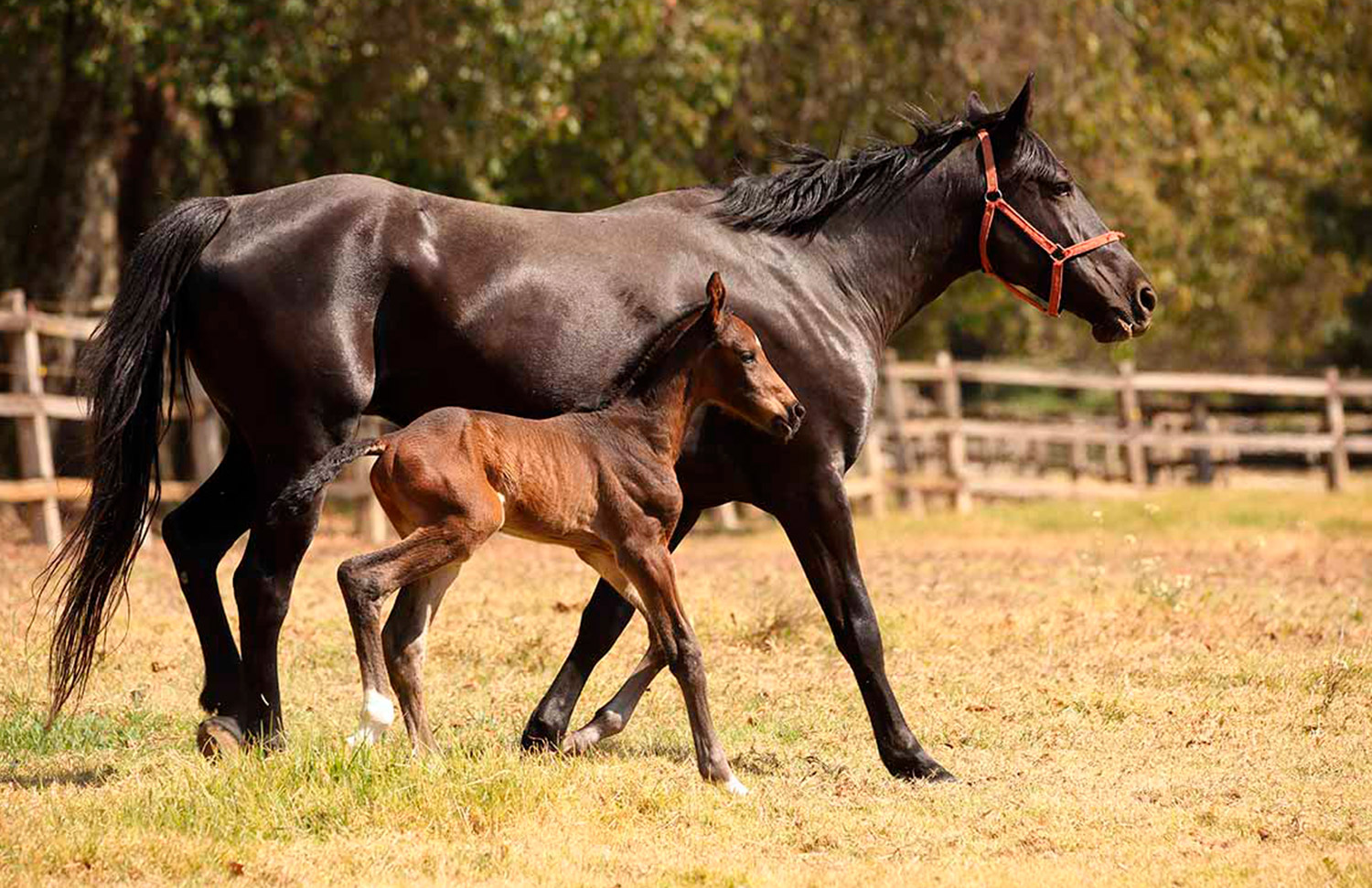 14 Gallery Galeria Criadero Rancho Santa Rosa Web 2025