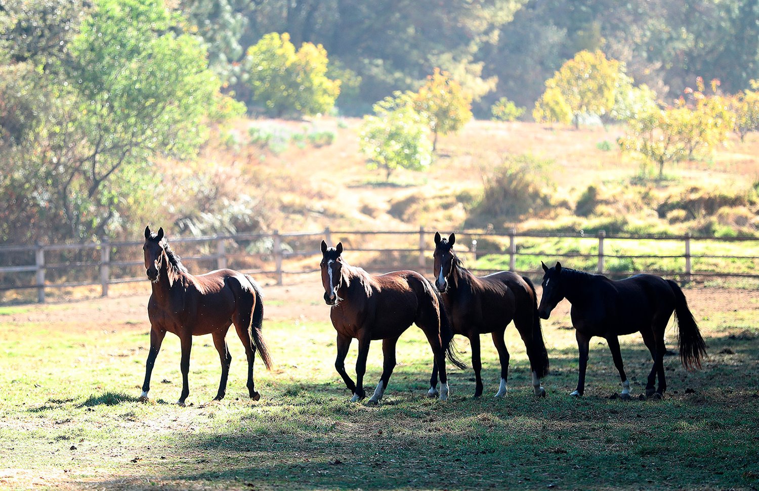 14 Gallery Galeria Rancho Santa Rosa Pag Web 2025