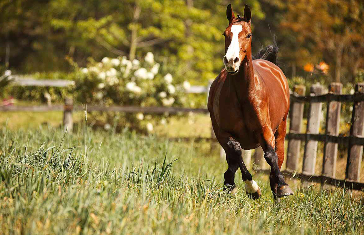 15 Gallery Galeria Criadero Rancho Santa Rosa Web 2025