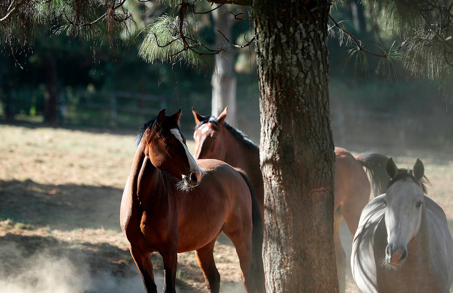 15 Gallery Galeria Rancho Santa Rosa Pag Web 2025