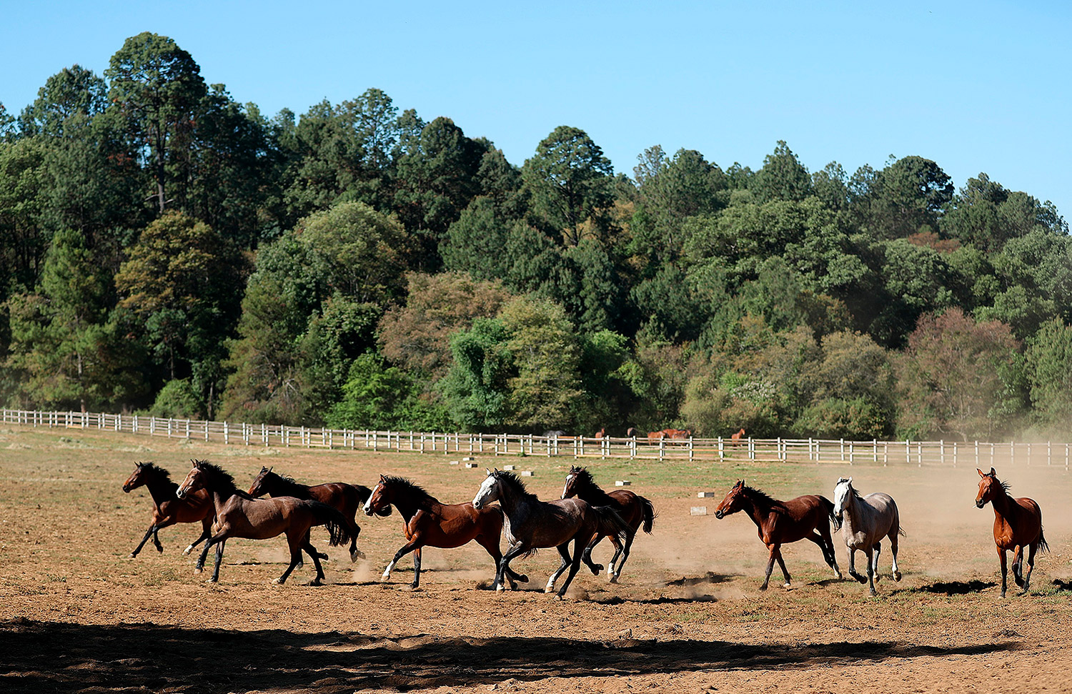 16 Gallery Galeria Criadero Rancho Santa Rosa Web 2025