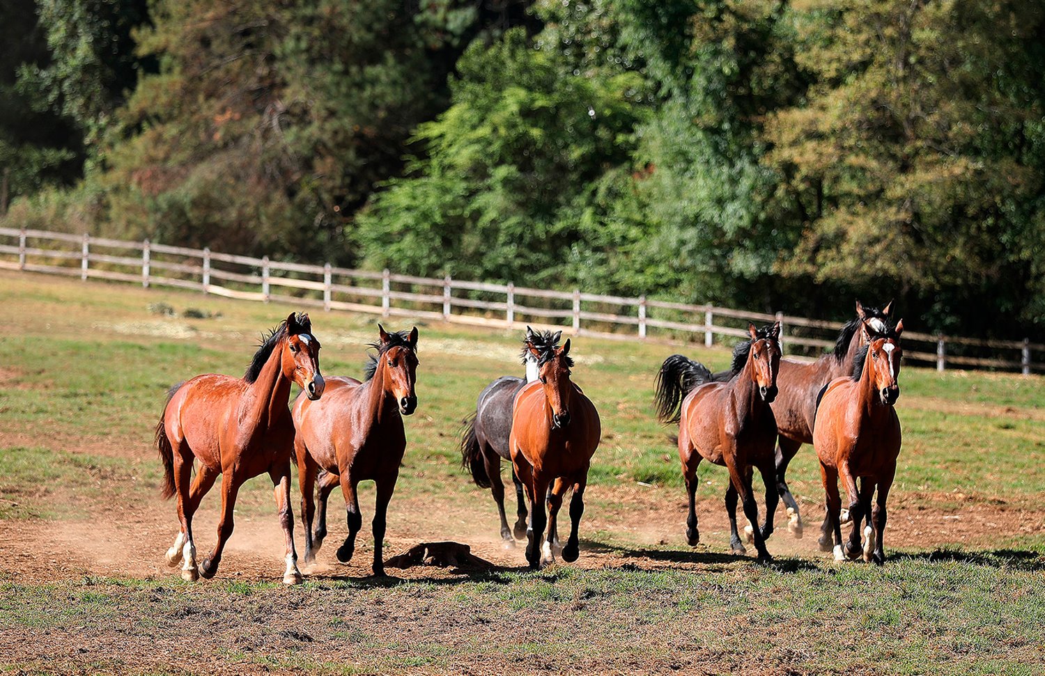 16 Gallery Galeria Rancho Santa Rosa Pag Web 2025